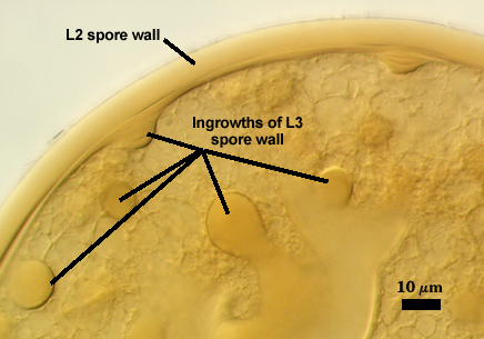 maculosum L2 spore wall Ingrowths of L3 spore wall