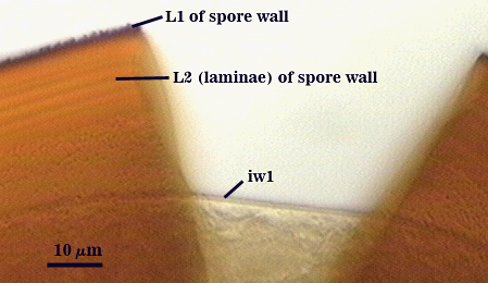 Germinal wall properties in PVLG