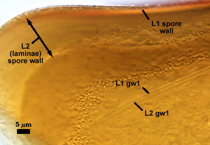 Smashed spore L1 laminae L2 sporewall thicker L1 L2 of gw1 thin inner