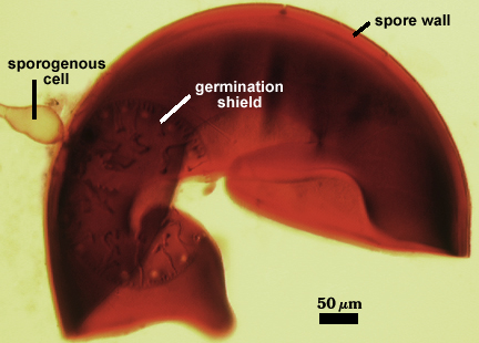 Smashed sphere germination shield sporogenous cell