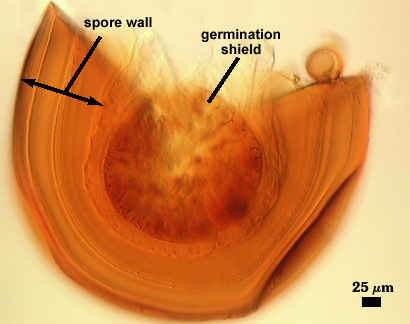 Very thick spore wall germ shield roughly circular