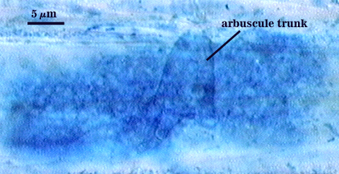 Arbuscule in root soft cloud of darker blue filling root cell trunk darker