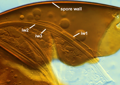 Spore wall curved line detatching iw layers thin inner