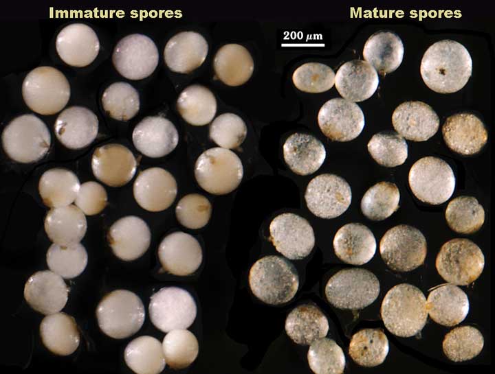 Comparison of immature and mature spores