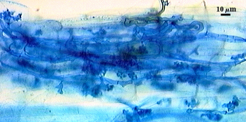 Arbuscule in root soft clouds of darker blue filling root cells Hyphae organic lines