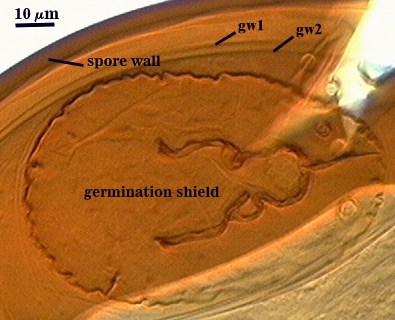 Germination shield irregular oval lines are wishbone shape