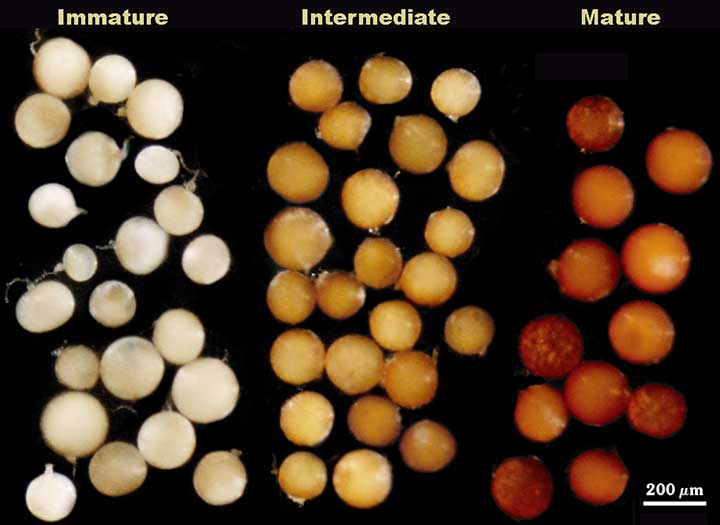 Spheres white to cream to orange brown immature to mature