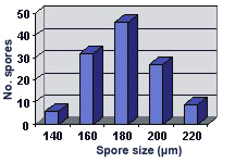 Size distribution graph approximately normal