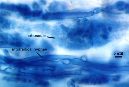 Arbuscules in root soft cloud of darker blue filling root cell Hypha dark blue organic lines between cells
