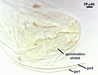 Germination shield irregular oval lines wish bone shape