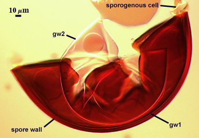Smashed sphere sporogenous cell attached
