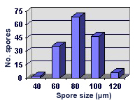 Size distribution normal