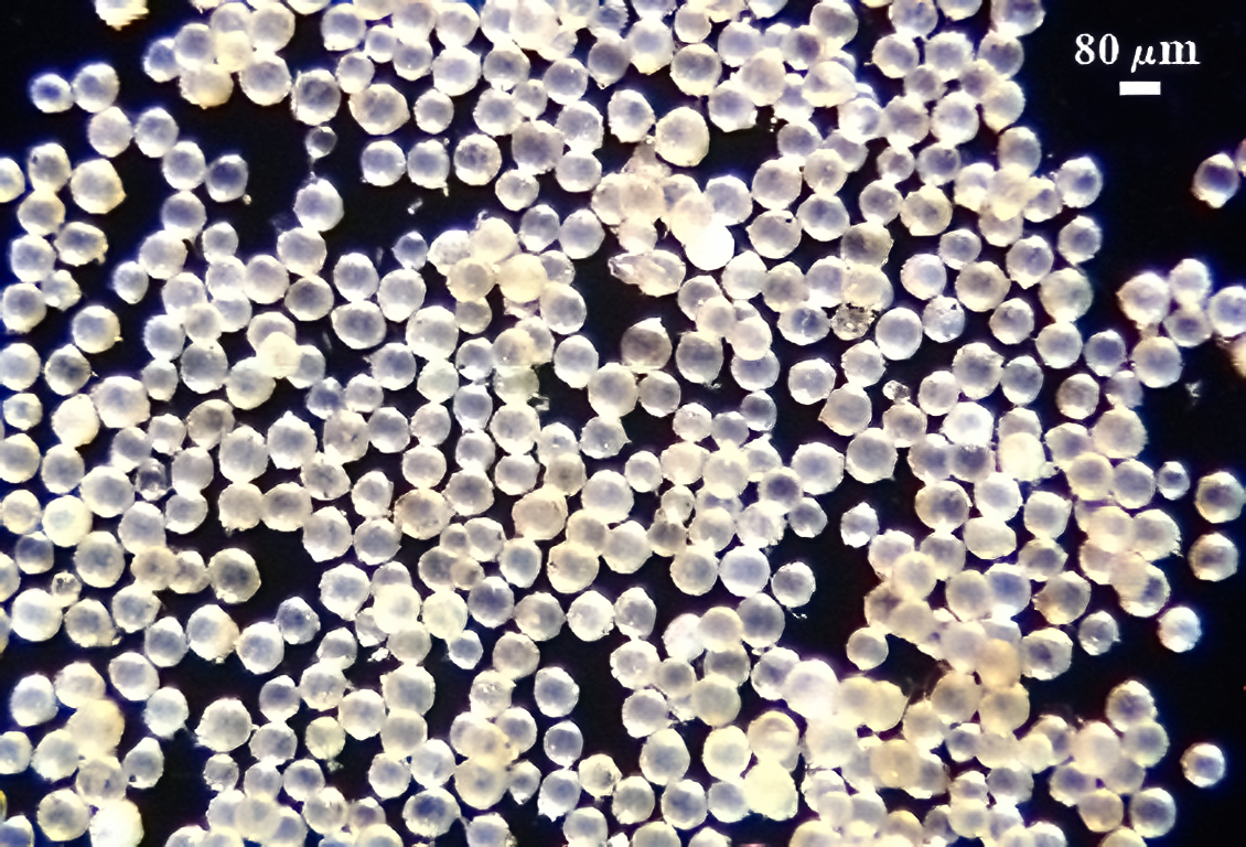 Spore sample HA567