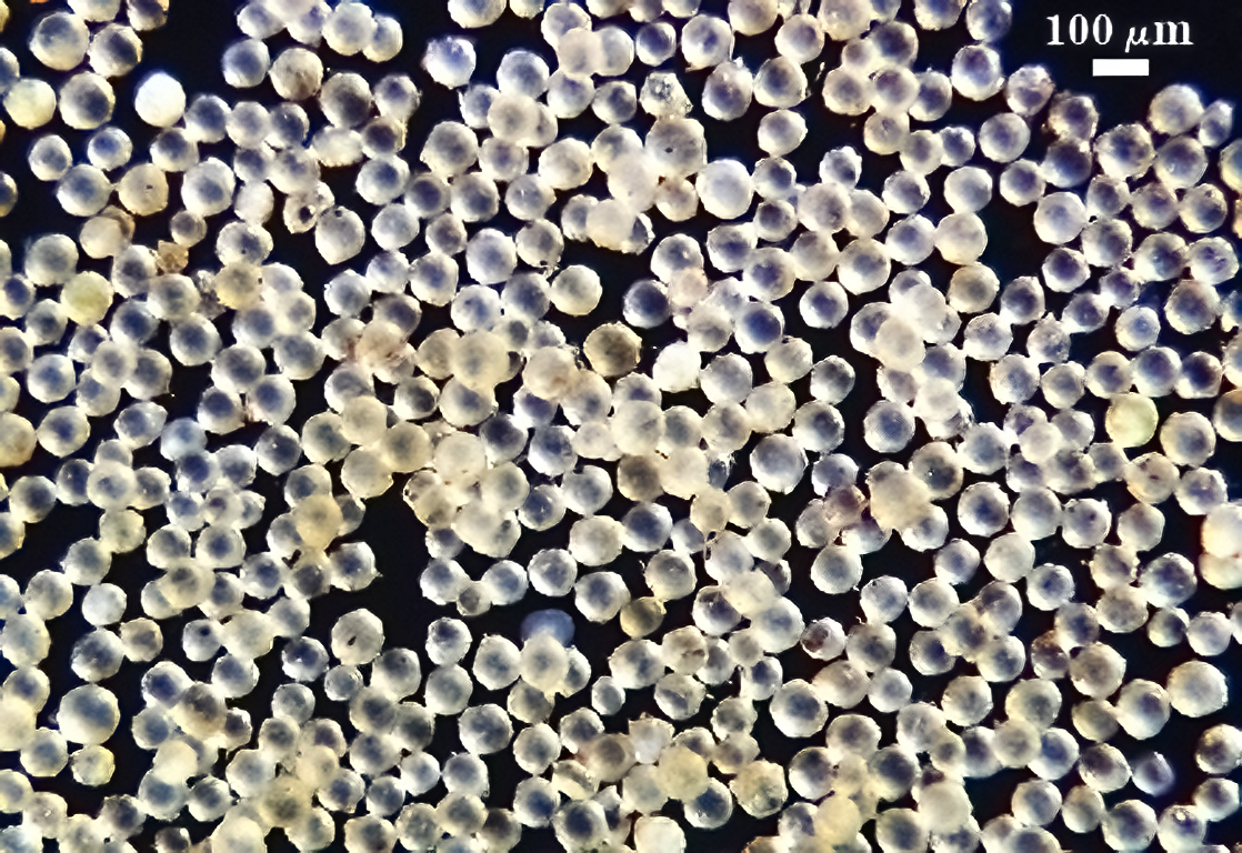 Spore sample NB106A