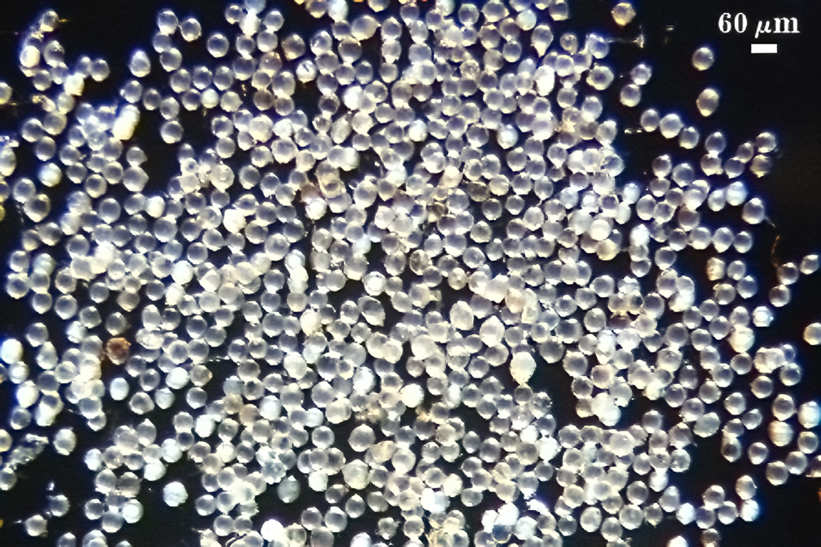 Spore sample CU126