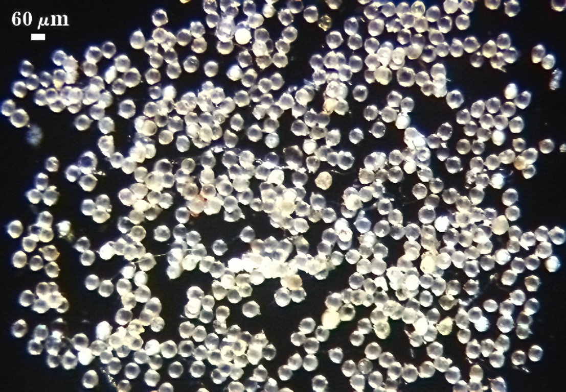 Spore sample SC151