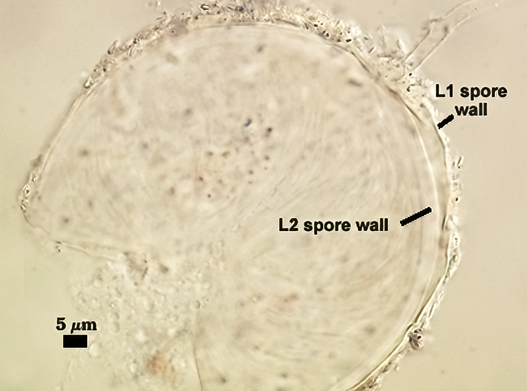 Spore sample NB106A