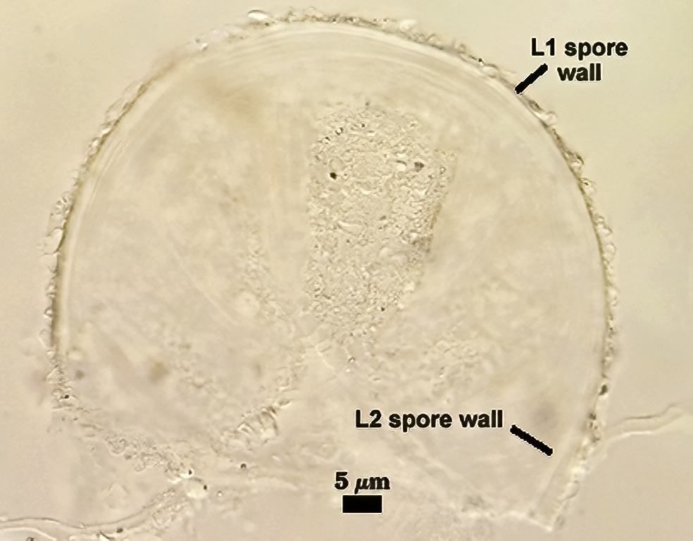 Spore sample AZ420