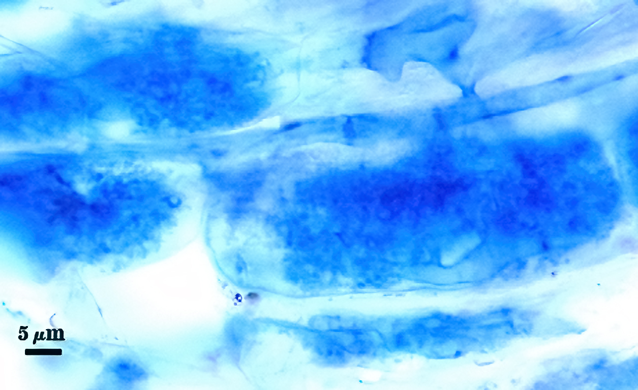Stained arbuscule dark blue cloud in root cell 2