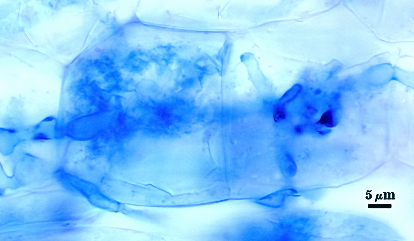 Stained arbuscule dark blue cloud in root cell 3