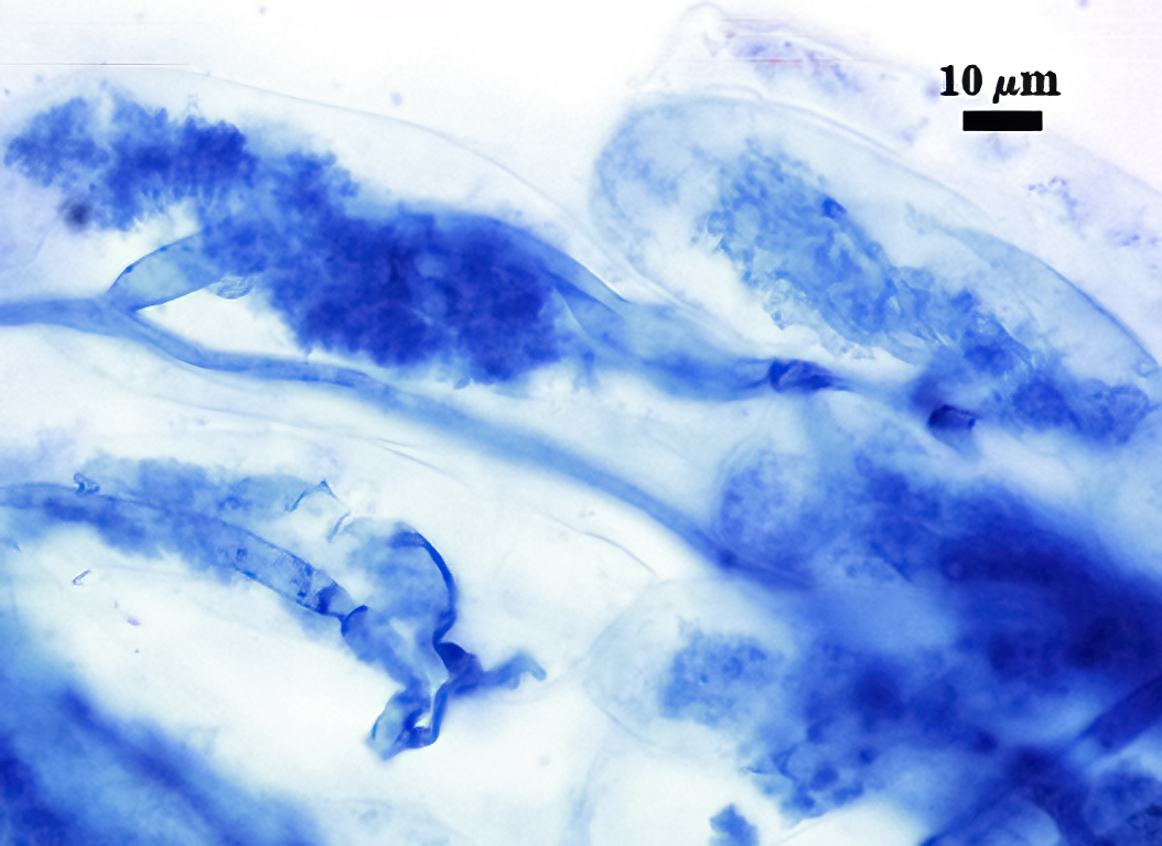 Stained arbuscule dark blue cloud in root cell 4