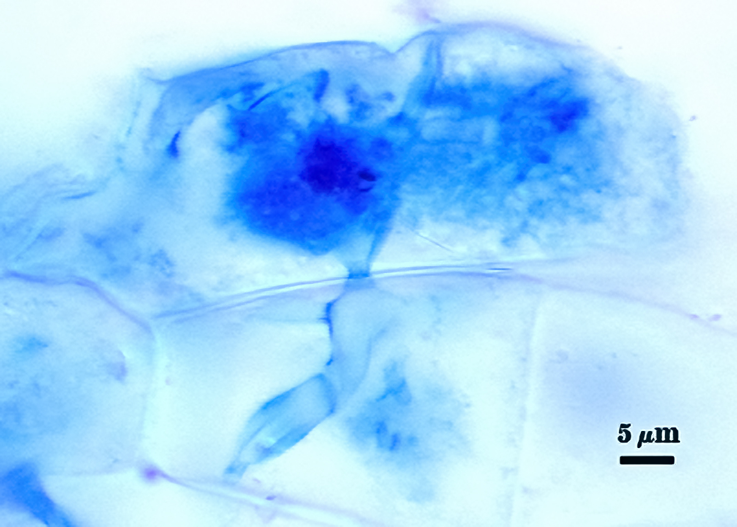 Stained arbuscule dark blue cloud in root cell