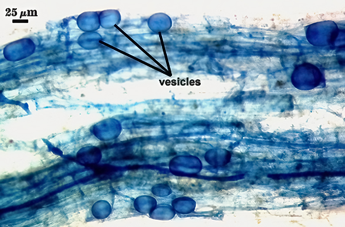 Vesicles hyphae very dark blue string like between root cells