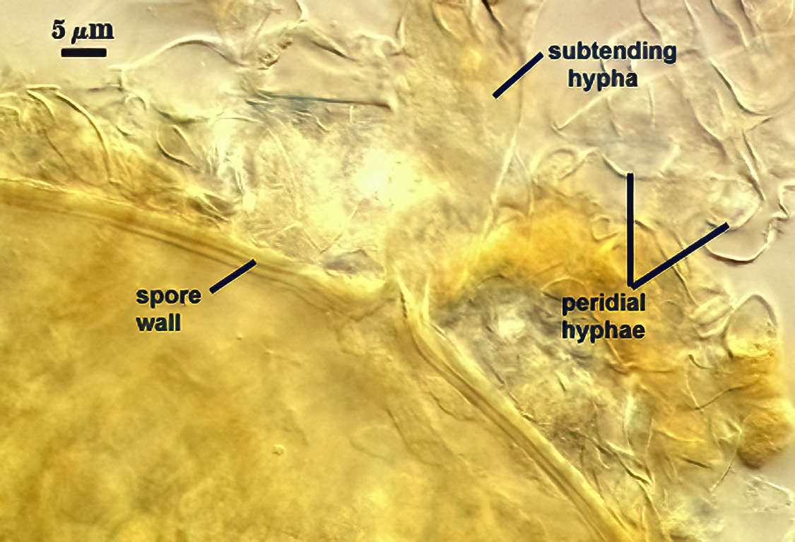 subtending hypae larger than perideal hyphae