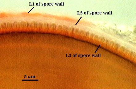 Smashed spore L1 L2 L3 distinct curved lines L3 line of bumps into L2