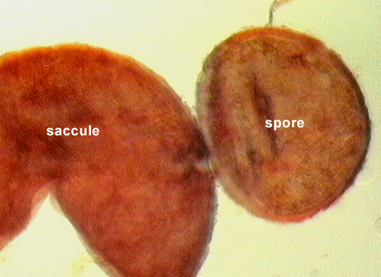 Spore and saccule