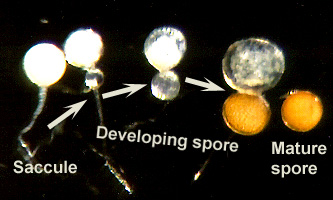 Sporiferous saccule white with transparent developing spore to transparent with orange developed spore