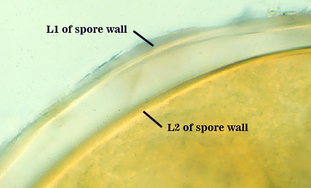 Mashed spore L1 L2 sporewall thicker