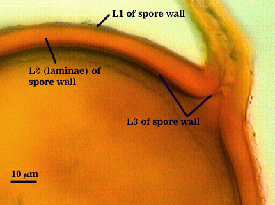 L1 of Spore Wall