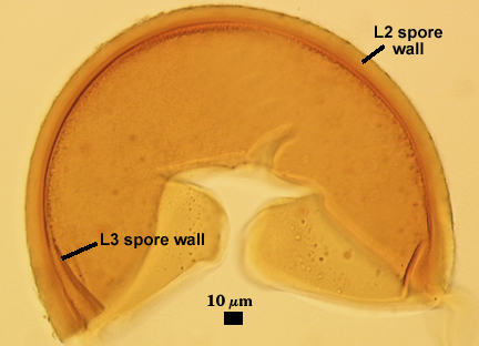 Smashed spore L1 L2 L3 distinct curved lines 2