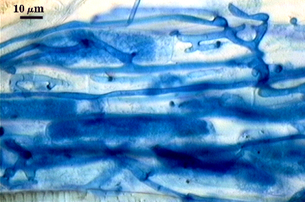 Hypha dark blue organic lines