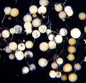 Juvenile spores white opaque 