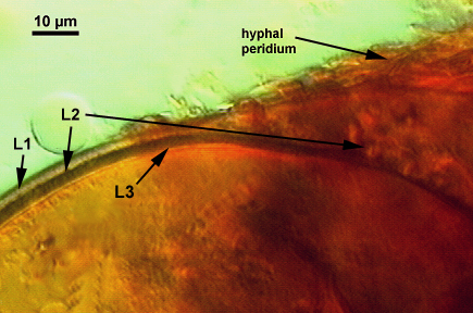 Smashed spore L1 L2 L3 distinct curved lines hyphal peridum fuzzy matrix 