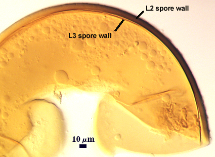 Smashed spore L2 L3 distinct curved lines