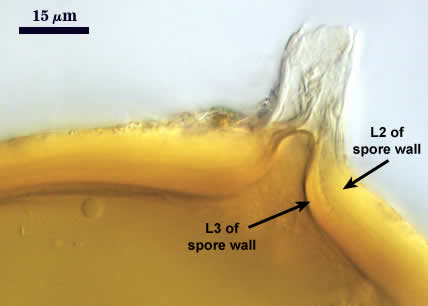 Smashed spore subtending hypha L2