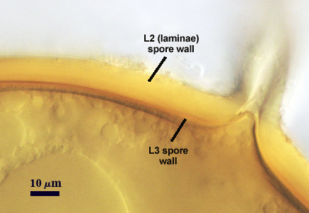 Smashed spores L2 L3 distinct curved lines subtending hypha