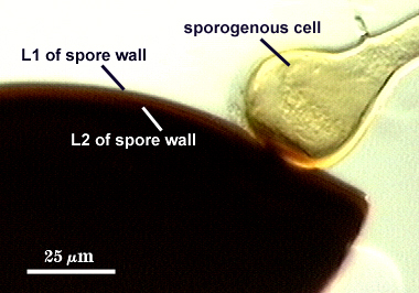 Sporogenous cell teardrop shape attached to spore wall