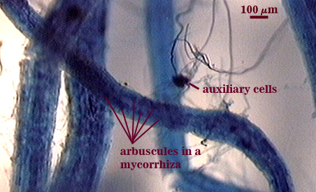 arbuscule as dark stained spots throughout root tissue