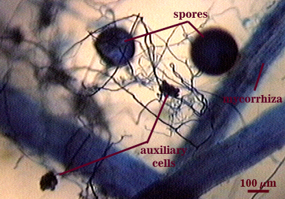 extraradical spores dark stained spheres on hyphae