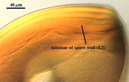 Laminae L2 many thin wavy lines within L2