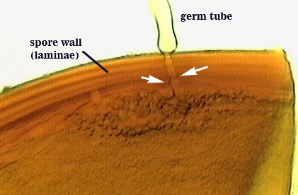 Germ tube throug spore wall