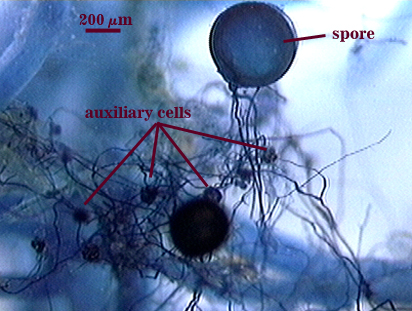 Spheres are spores smaller specks are auxillary cells
