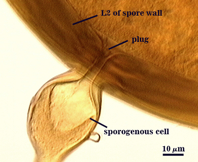 Substending hypha Sporogenous cell teardrop shape attached to spore wall by tube through wall