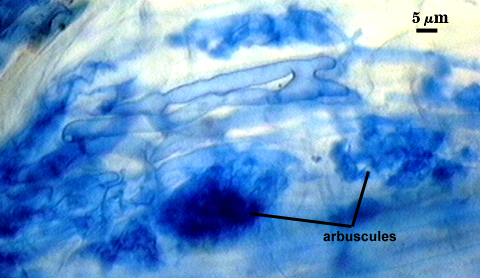 Arbuscules many dark spots in lighter root fragment
