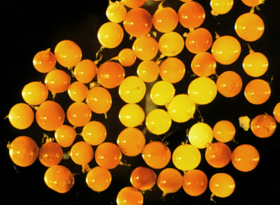 Immature shiny deep orange yellow spheres