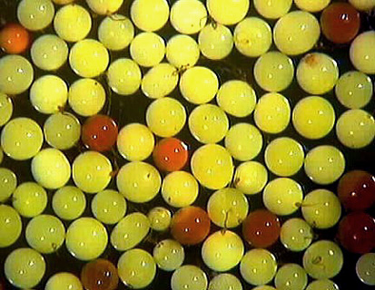Mature shiny yellow spheres